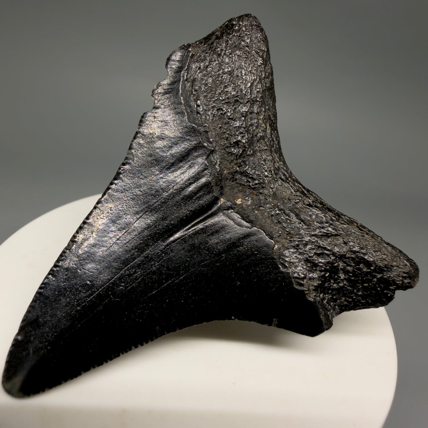 Back Right View Jet Black 2.45" Fossil Megalodon Tooth – South Carolina River Find | Authentic megalodonteeth.com CM6554