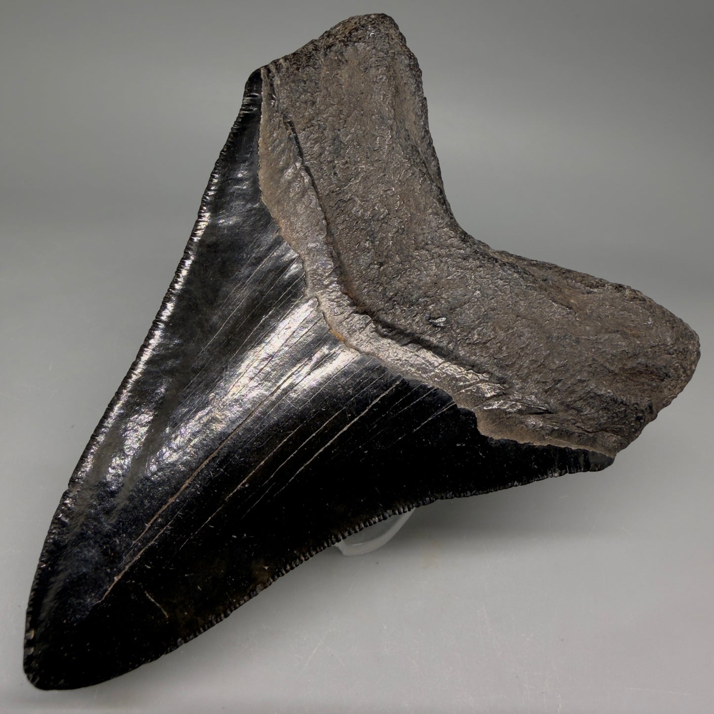 Back Right View Jet Black, Collector's Quality 4.47" Fossil Megalodon Tooth from Georgia megalodonteeth.com CM6531