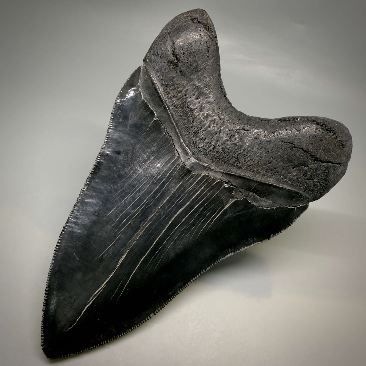 Back Right View Jet Black, Large 5.45" Fossil Megalodon Tooth - South Carolina CM6704