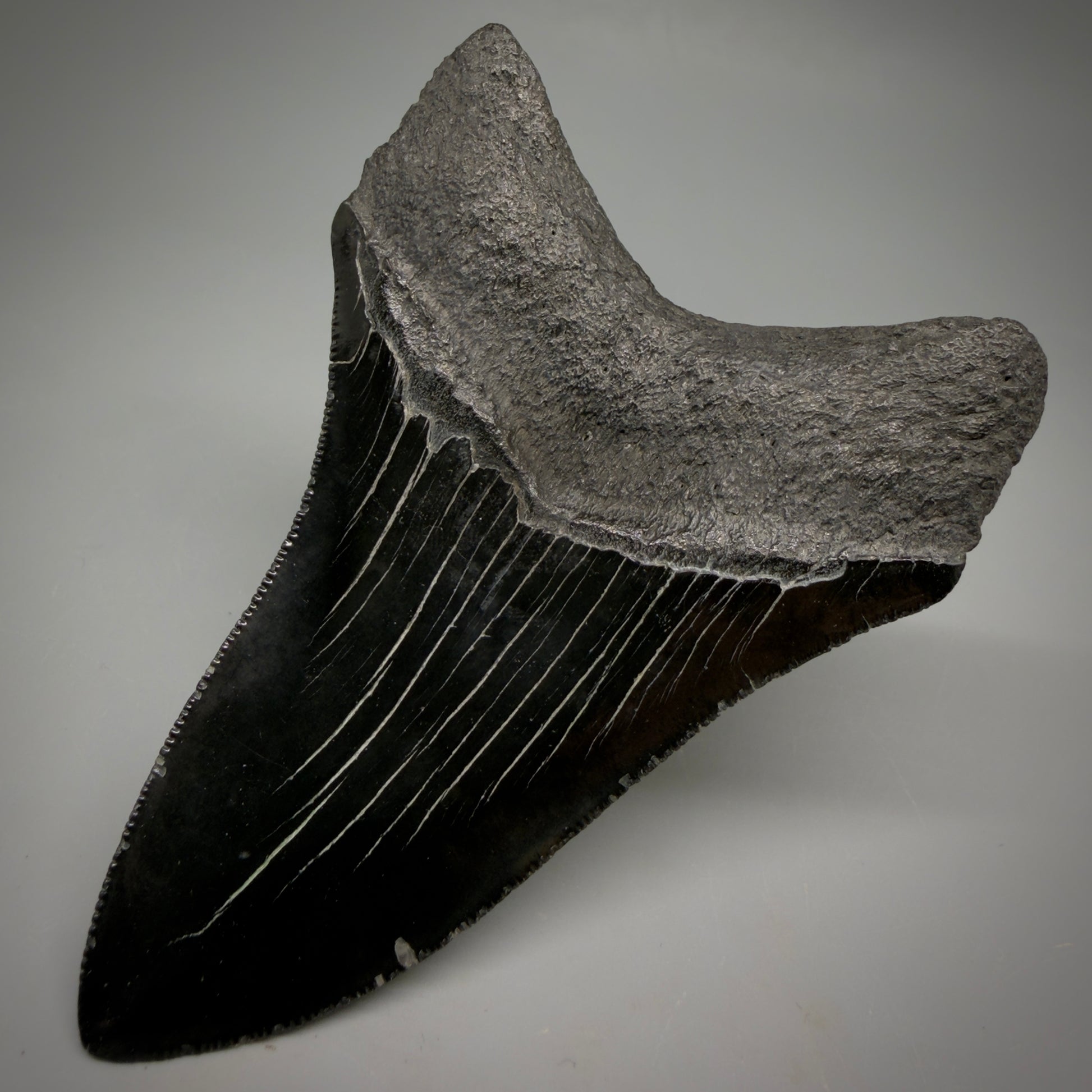 Back Right View Jet Black, serrations 3.98" Megalodon Tooth from South Carolina megalodonteeth.com CM6574 