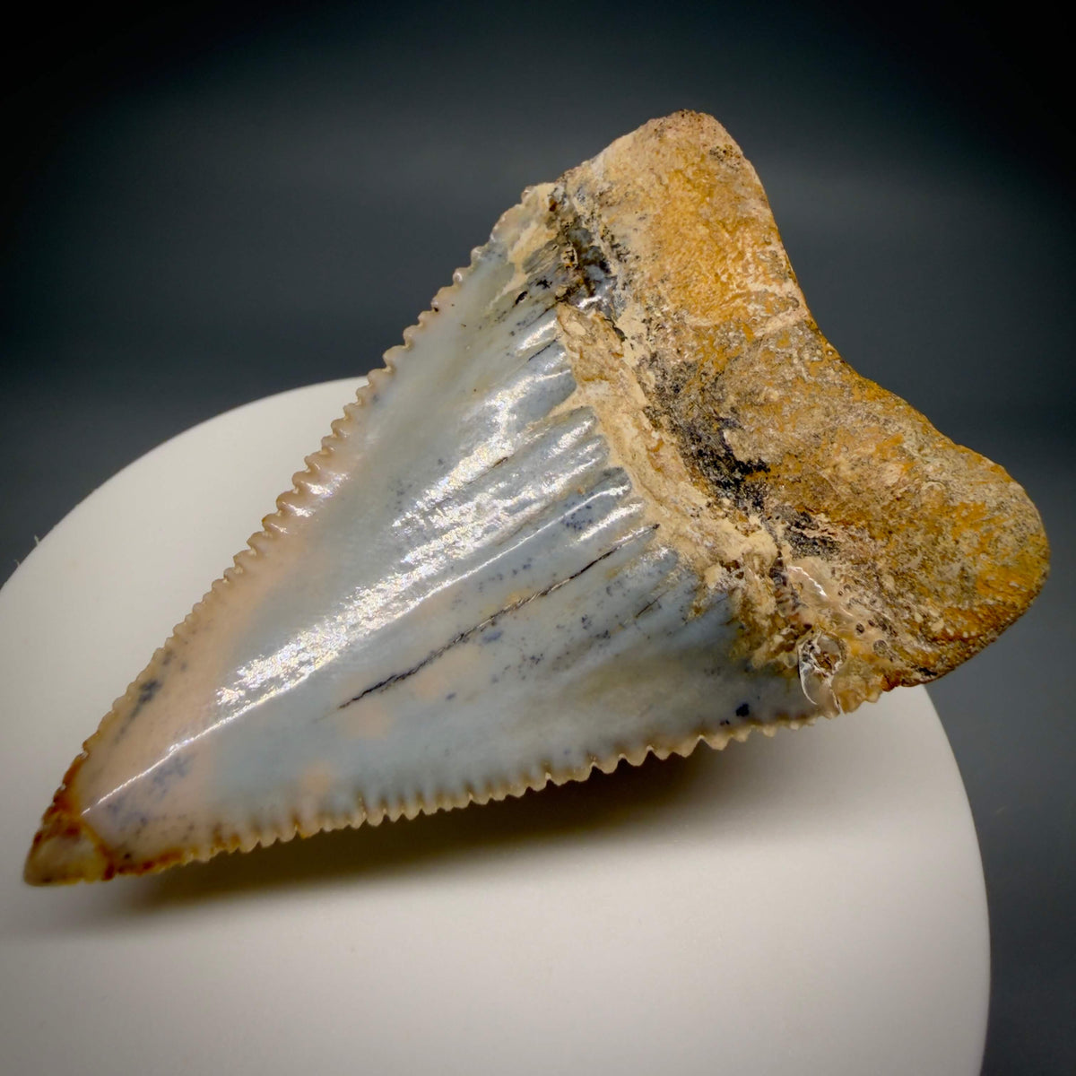 Back Right View Large, Collector's Quality 2.38" long Fossil Great White Tooth from the deserts of Peru megalodonteeth.com GW1378 
