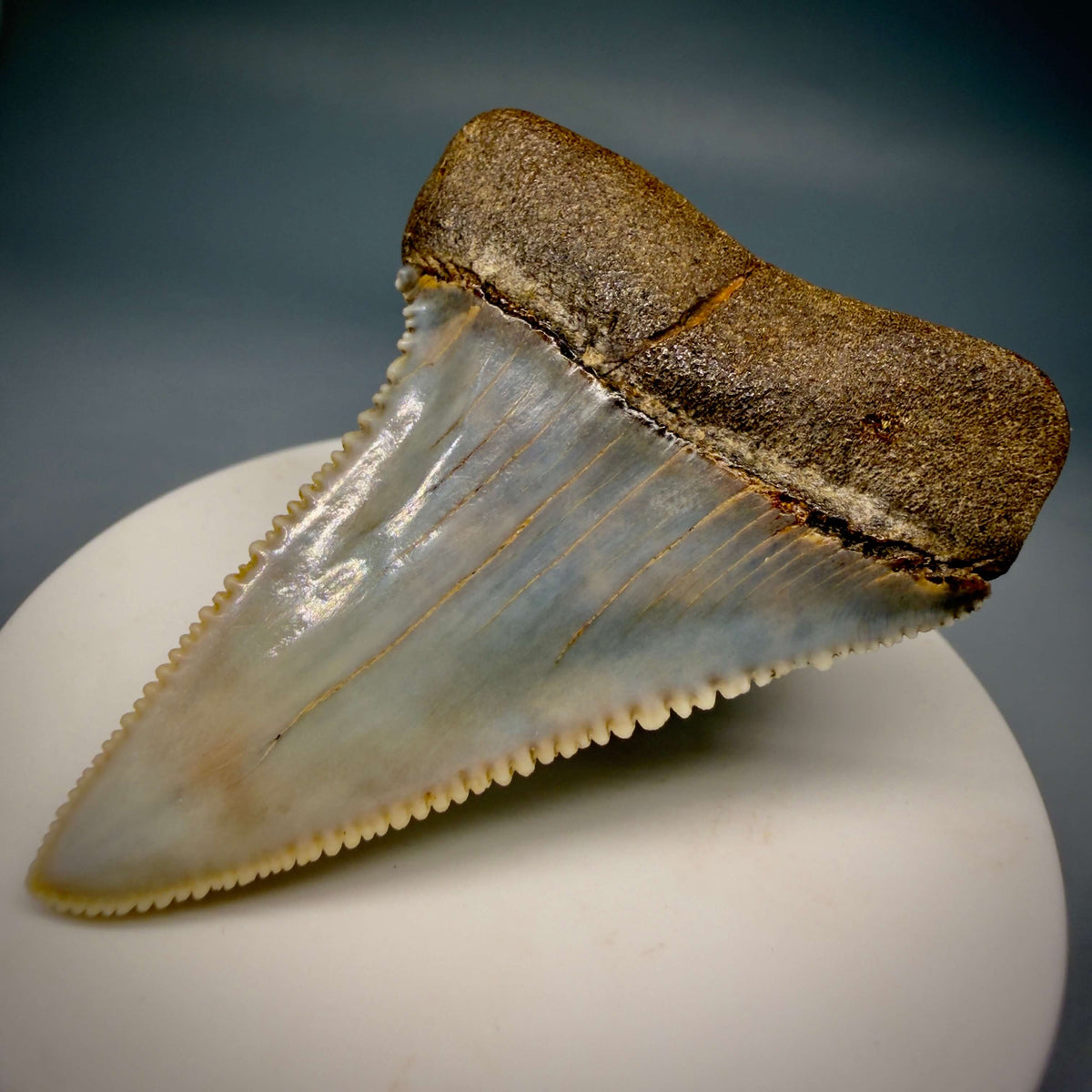 Back Right View Large, Collector's Quality 2.46" long Fossil Great White Tooth from the deserts of Peru megalodonteeth.com CM1397 