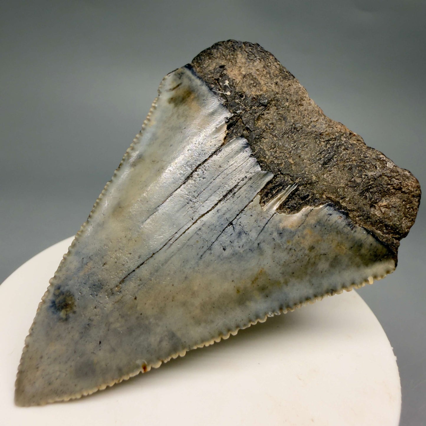 Back Right View Large, serrated 2.60" Fossil Great White Shark Tooth - South Carolina GW1366