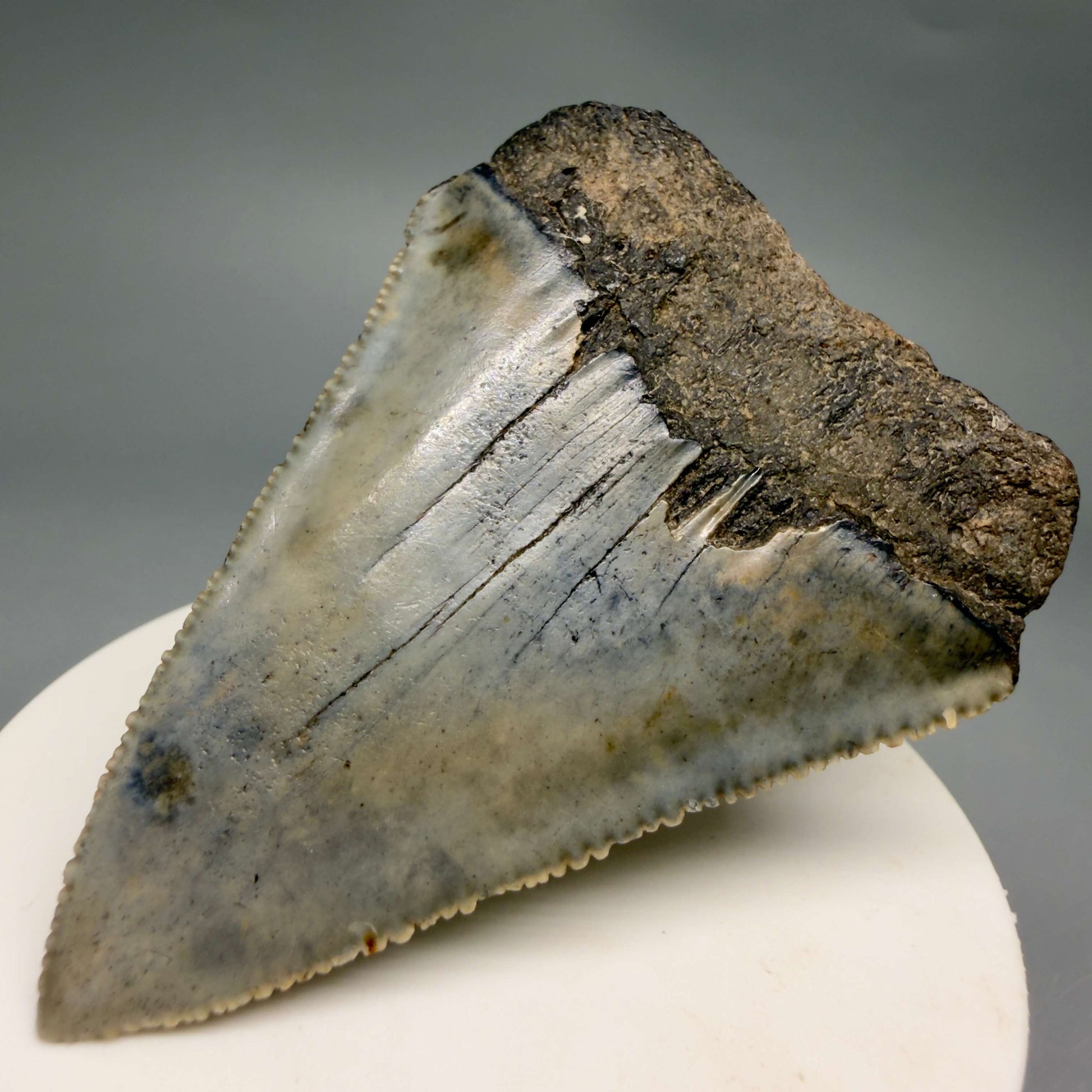 Back Right View Large, serrated 2.60" Fossil Great White Shark Tooth - South Carolina GW1366