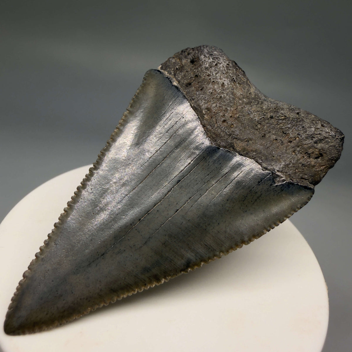 Back Right View Large, sharply serrated 2.68" Fossil Great White Shark Tooth - South Carolina megalodonteeth.com GW1404