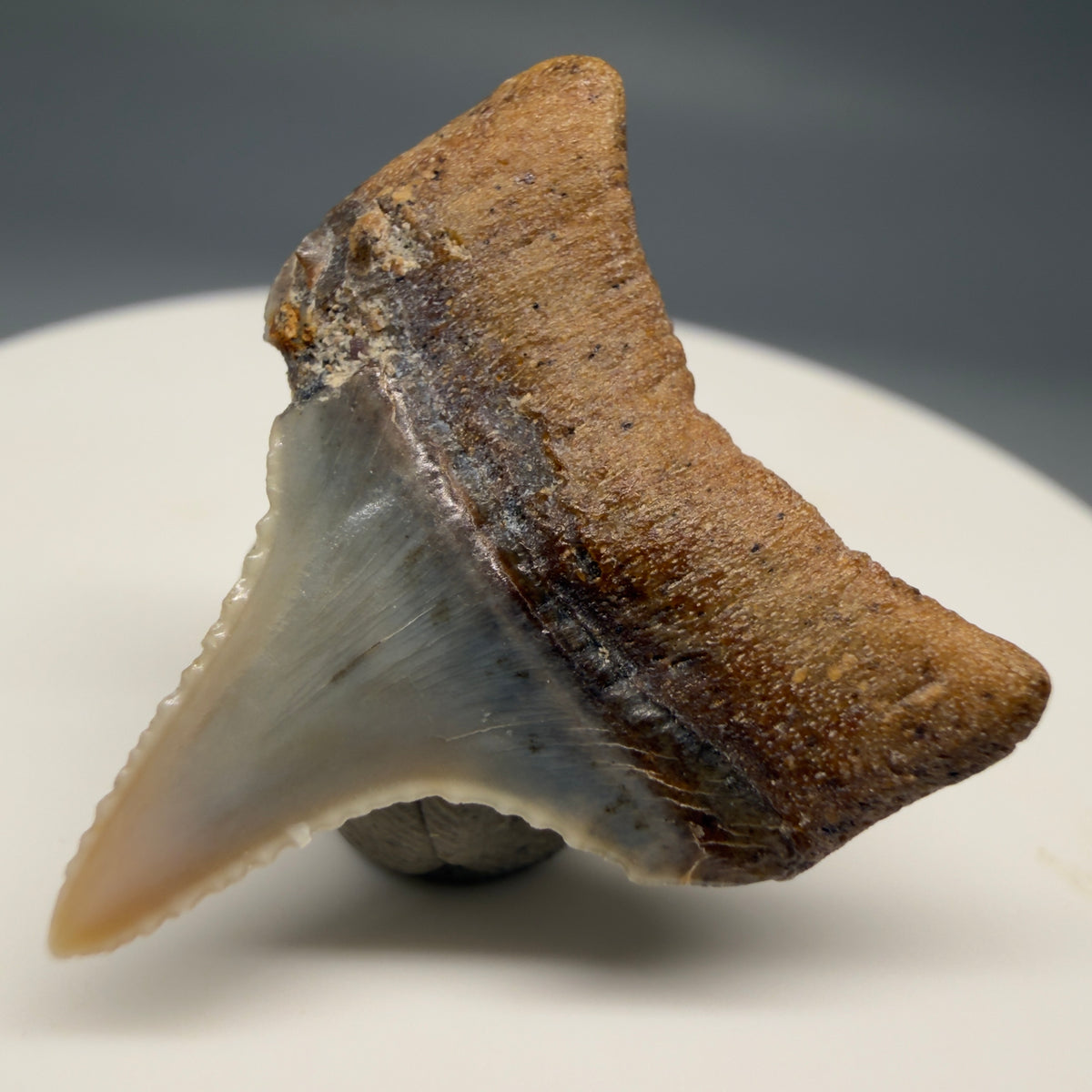 Back Right View Lateral, sharply serrated 1.10" long Fossil Great White Tooth from the deserts of Peru megalodonteeth.com GW1395