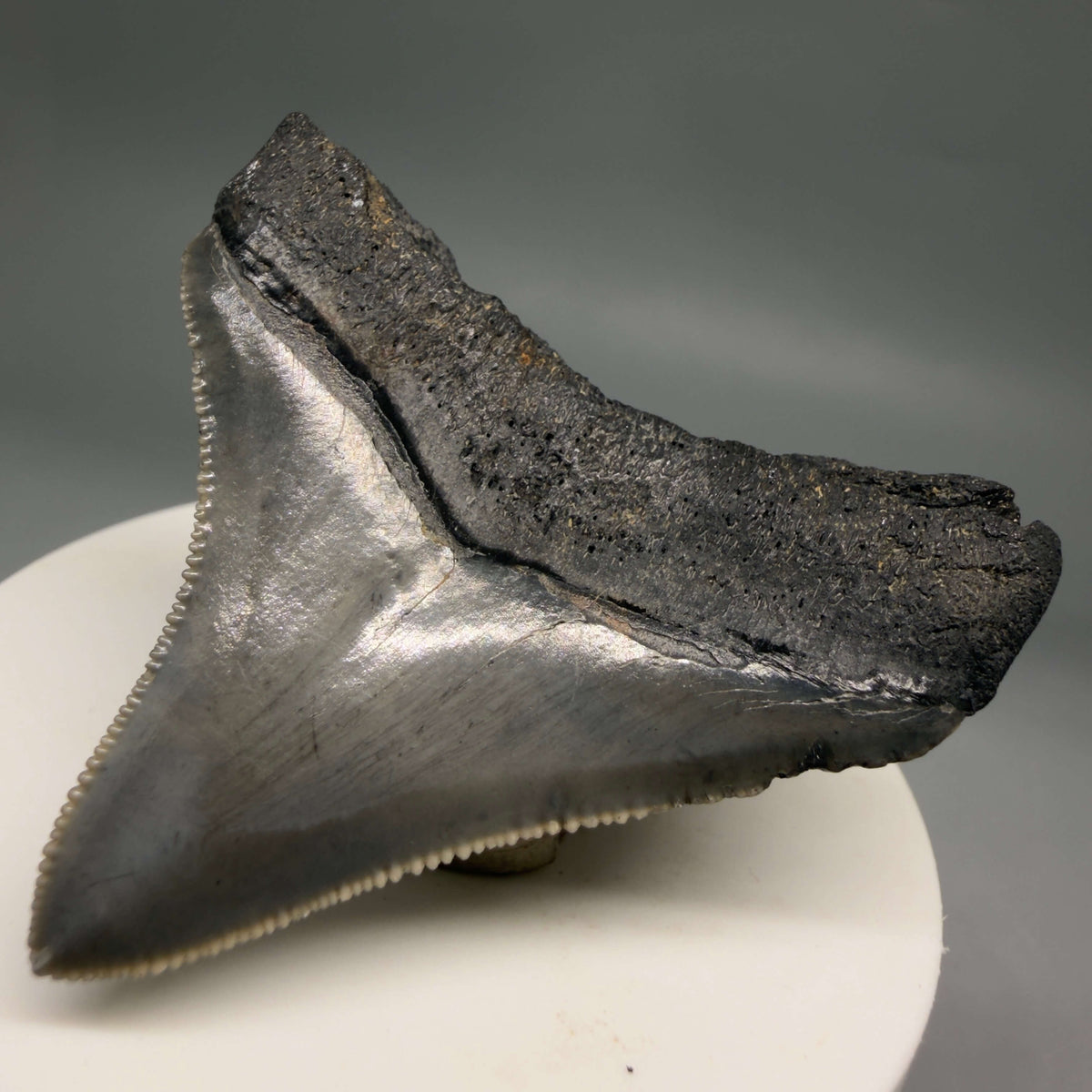 Back Right View Lateral, sharply serrated 2.22" Fossil Megalodon Tooth – South Carolina River Find | Authentic megalodonteeth.com CM6688