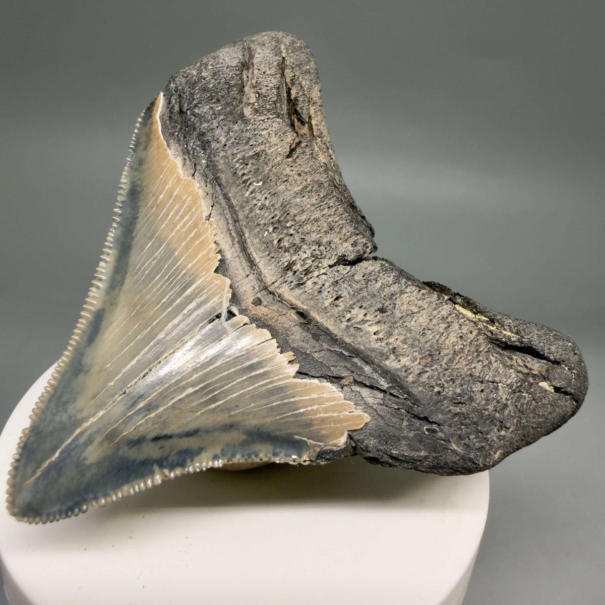 Back Right View Lateral, sharply serrated 2.90" Fossil Megalodon Tooth – South Carolina River Find | Authentic megalodonteeth.com CM6699 