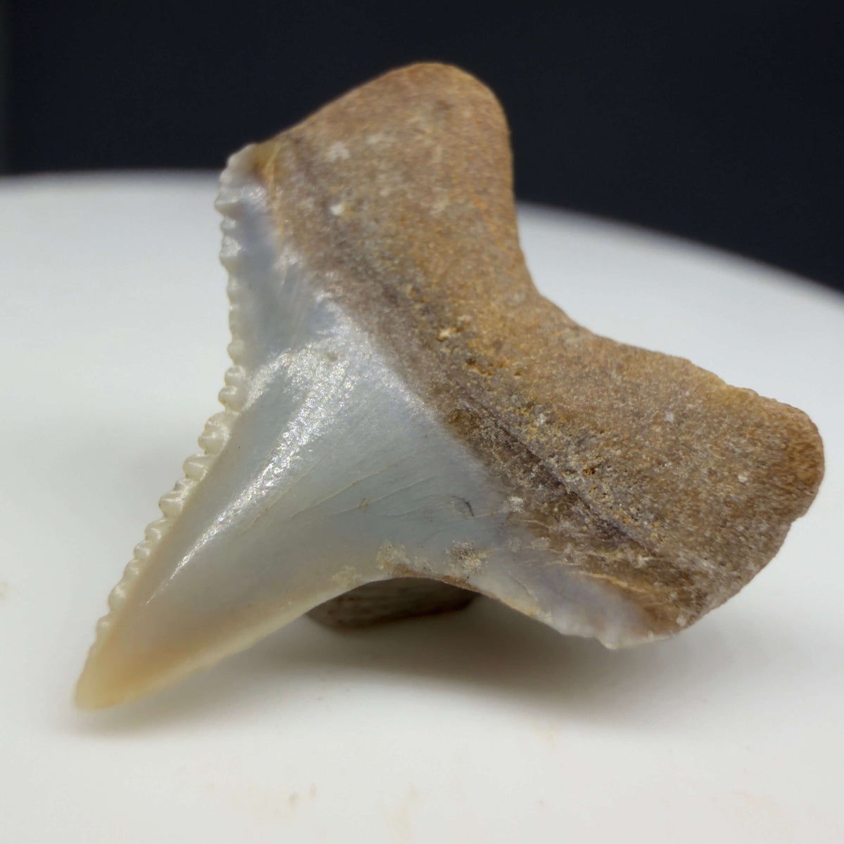 Back Right View Lower posterior 0.67" wide Fossil Great White Tooth from the deserts of Peru megalodonteeth.com GW1369