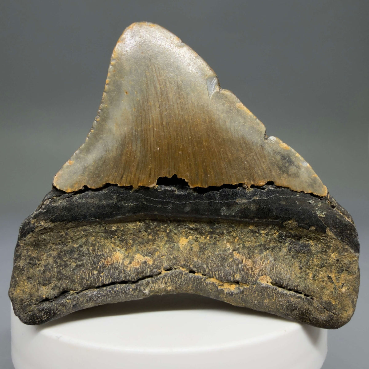 Back Right View Posterior 2.39" Fossil Megalodon Tooth - Authentic Carcharocles megalodon Fossil from North Carolina megalodonteeth.com CM6787