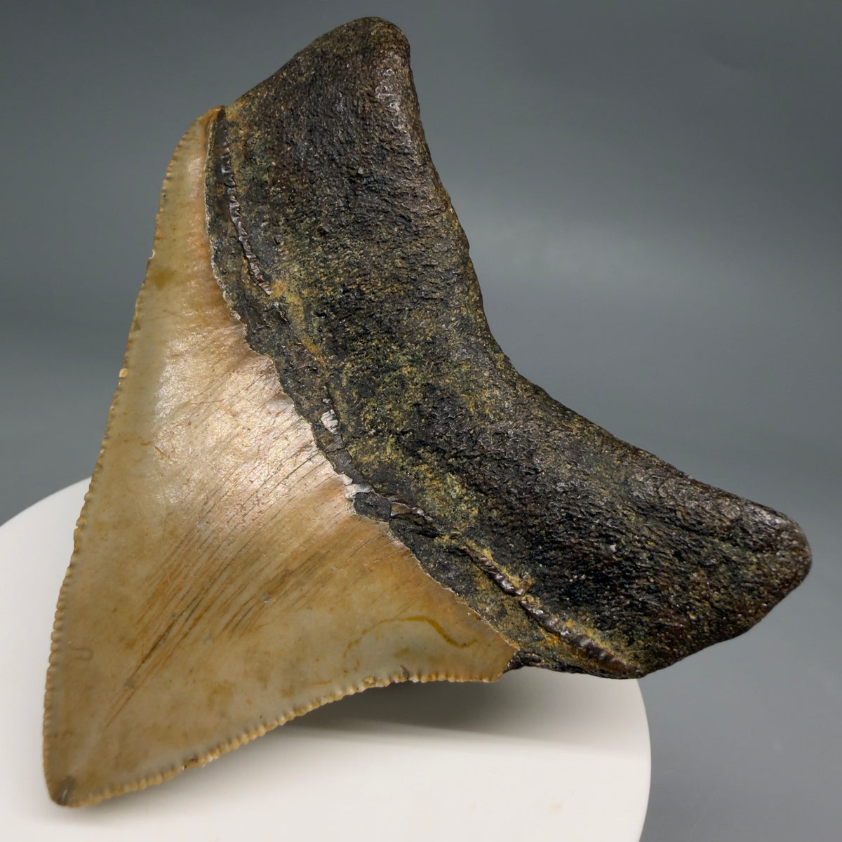 Back Right View Posterior 2.48" Fossil Megalodon Tooth - Authentic Carcharocles megalodon Fossil from North Carolina megalodonteeth.com CM6633