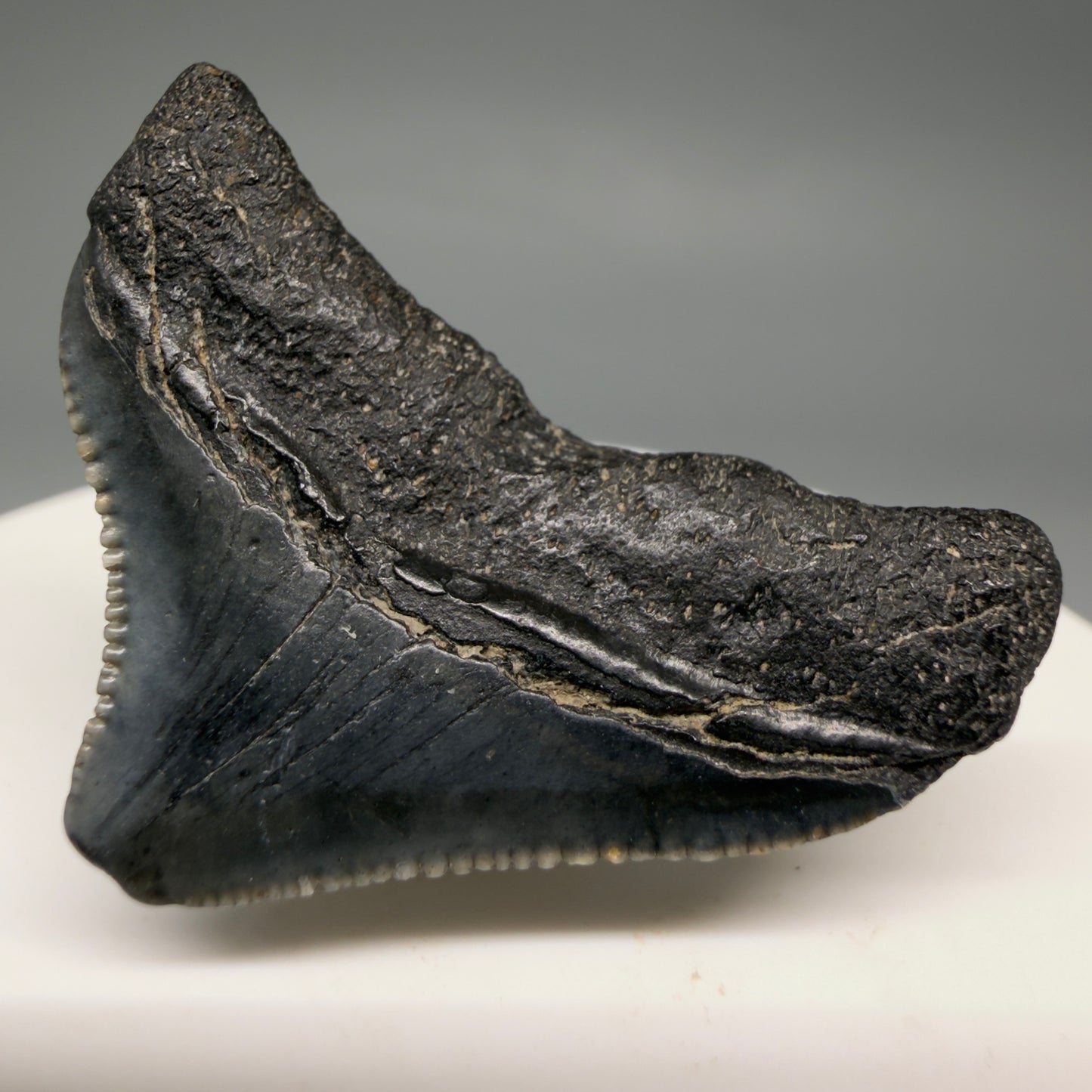 Back Right View Posterior, serrated 1.43" Fossil Megalodon Tooth from South Carolina megalodonteeth.com CM6534