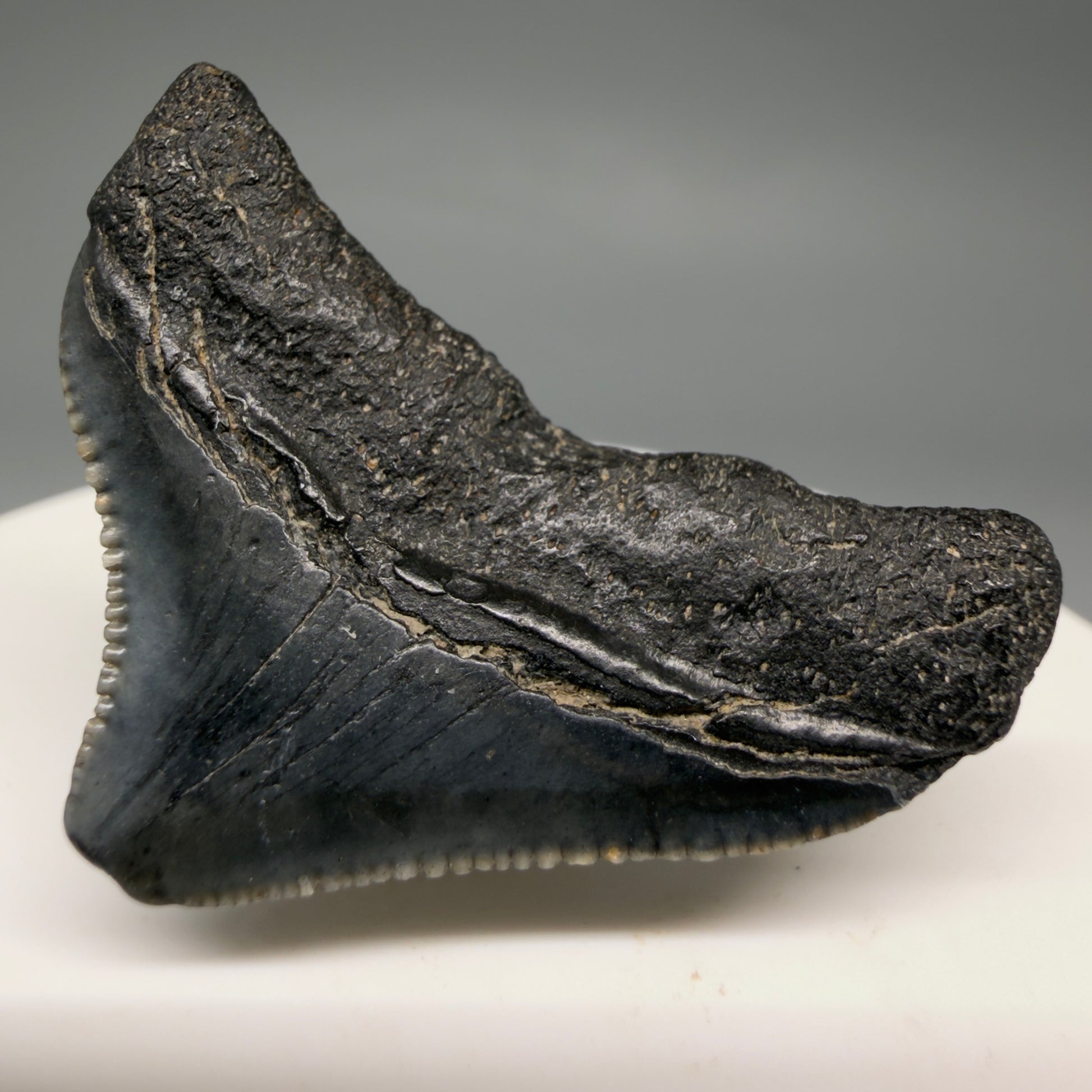 Back Right View Posterior, serrated 1.43" Fossil Megalodon Tooth from South Carolina megalodonteeth.com CM6534