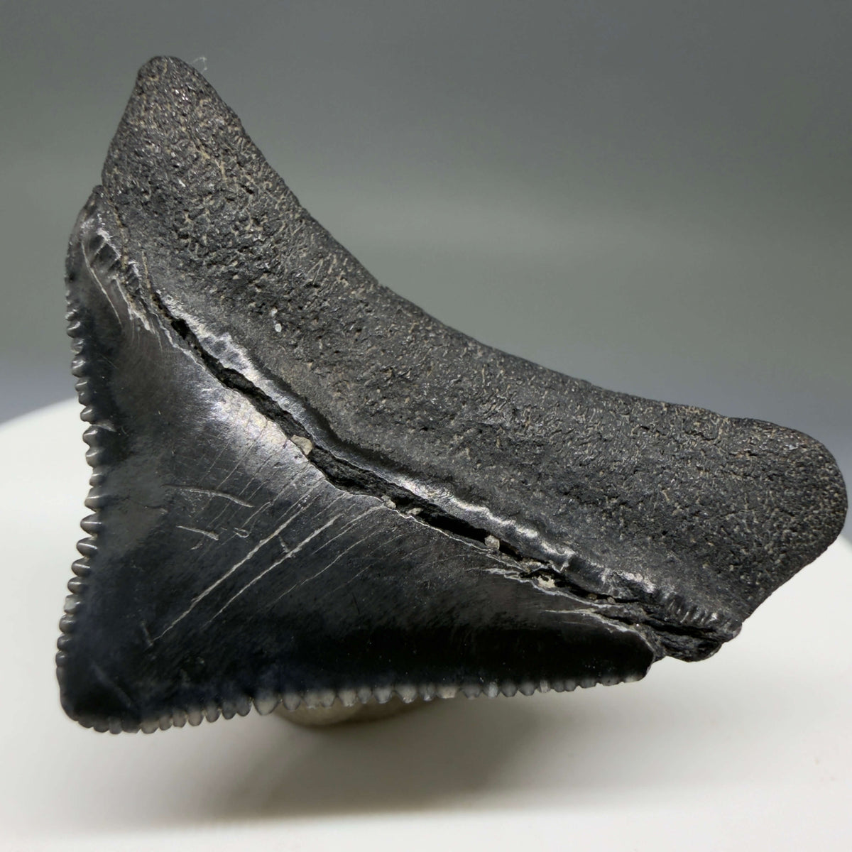 Back Right View Posterior, sharply serrated 1.40" Fossil Megalodon Tooth – South Carolina River Find | Authentic megalodonteeth.com CM6774
