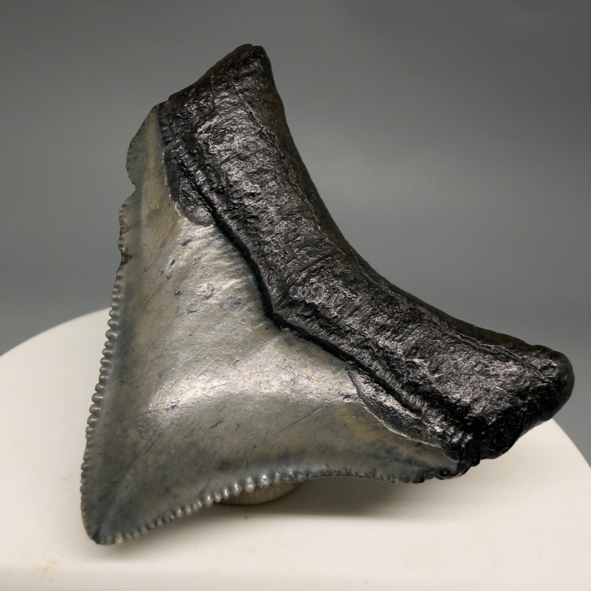 Back Right View Posterior, sharply serrated 1.87" Fossil Megalodon Tooth – South Carolina River Find | Authentic megalodonteeth.com CM6545