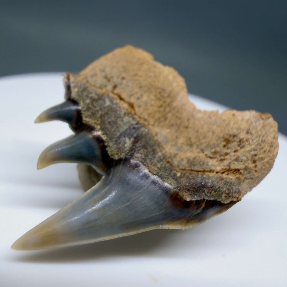 Back Right View Rare Upper lateral 1.05" long Fossil Hexanchus gigas - Sixgill Cow Shark tooth from Sacaco, Peru megalodonteeth.com R659
