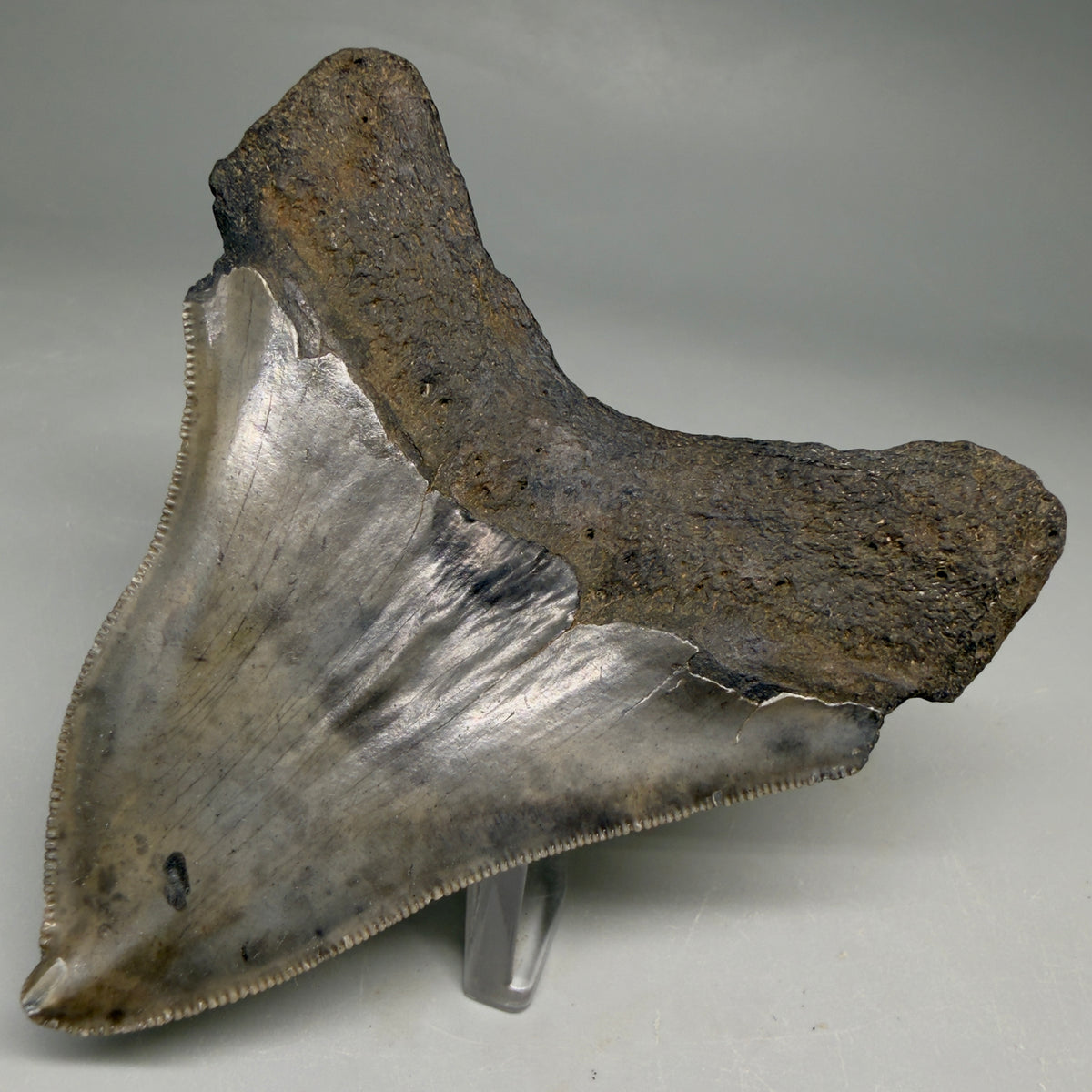 Back Right View Rarely Offered Deformed (Pathological) 3.40" Fossil Megalodon Shark Tooth from South Carolina megalodonteeth.com CM6560