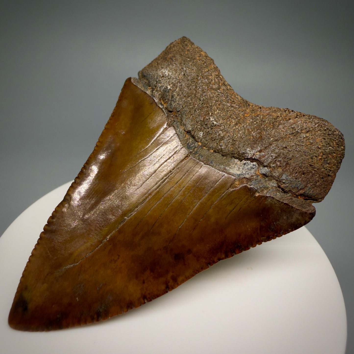 Back Right View Red, gorgeous, Large, serrated 2.68" Colorful Fossil Great White - Carcharodon carcharias Shark Tooth from Meherrin River, NC GW1350