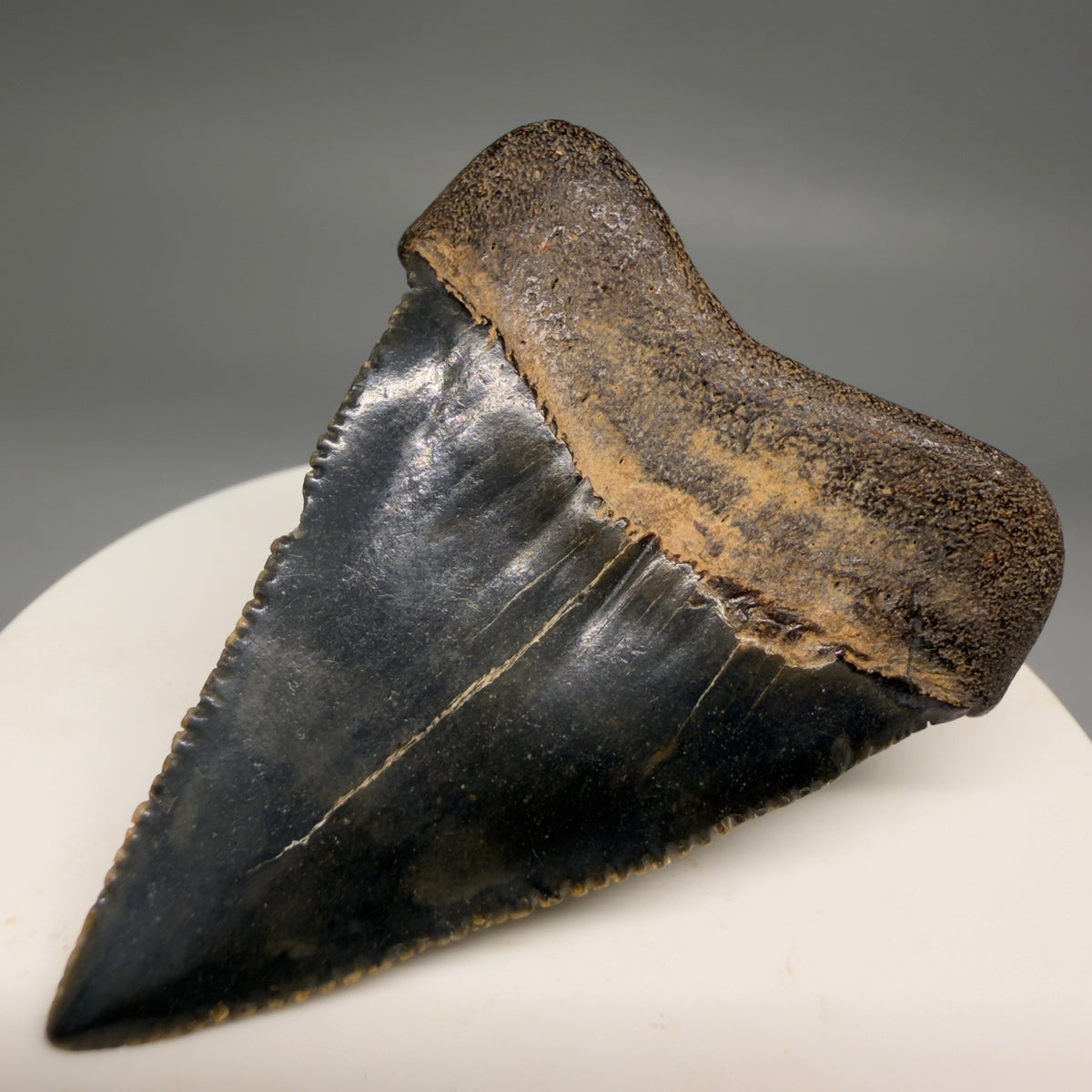 Back Right View Serrated 2.15" Fossil Great White Shark Tooth - Cooper River, SC - Colorful megalodonteeth.com GW1382