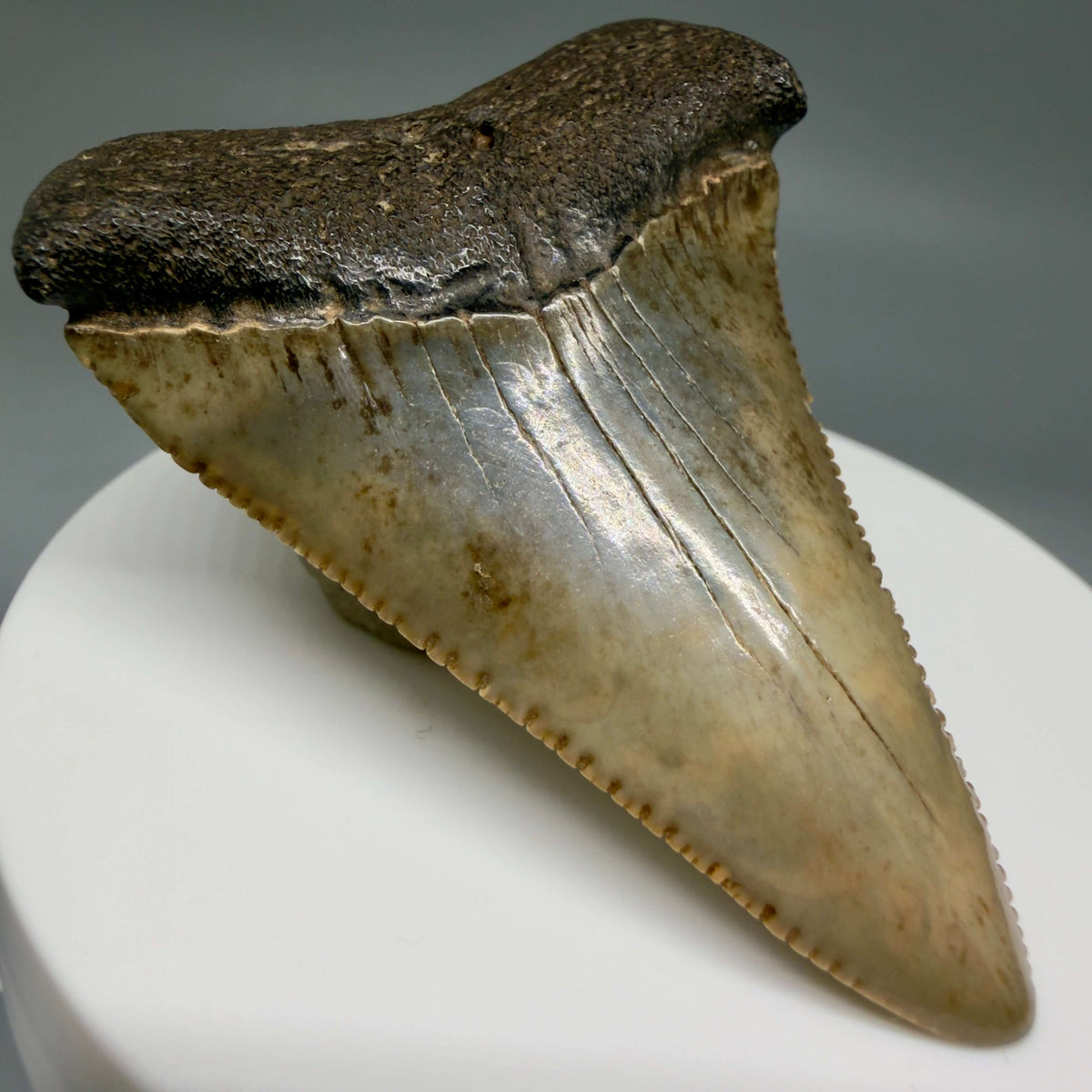 Back Right View Serrated 2.34" Fossil Great White Shark Tooth - Cooper River, SC - Colorful megalodonteeth.com GW1382