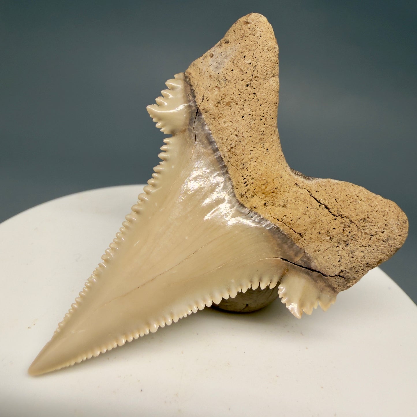 Back Right View Sharply Serrated 1.97" Carcharocles auriculatus Shark Tooth Fossil - Central Kazakhstan AU403