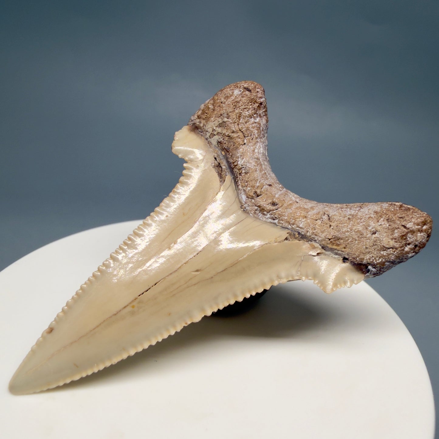 Back Right View Sharply Serrated 2.37" Carcharocles auriculatus Shark Tooth Fossil - Central Kazakhstan AU404