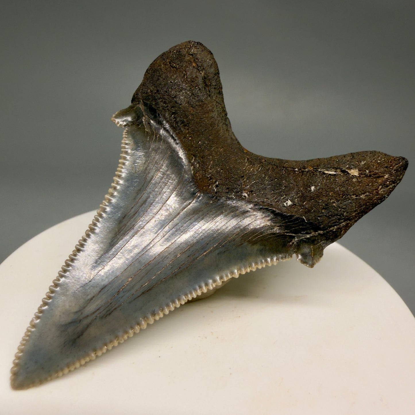 Back Right View Spectacular 2.40" Serrated Fossil Carcharocles angustidens Shark Tooth from South Carolina AN468