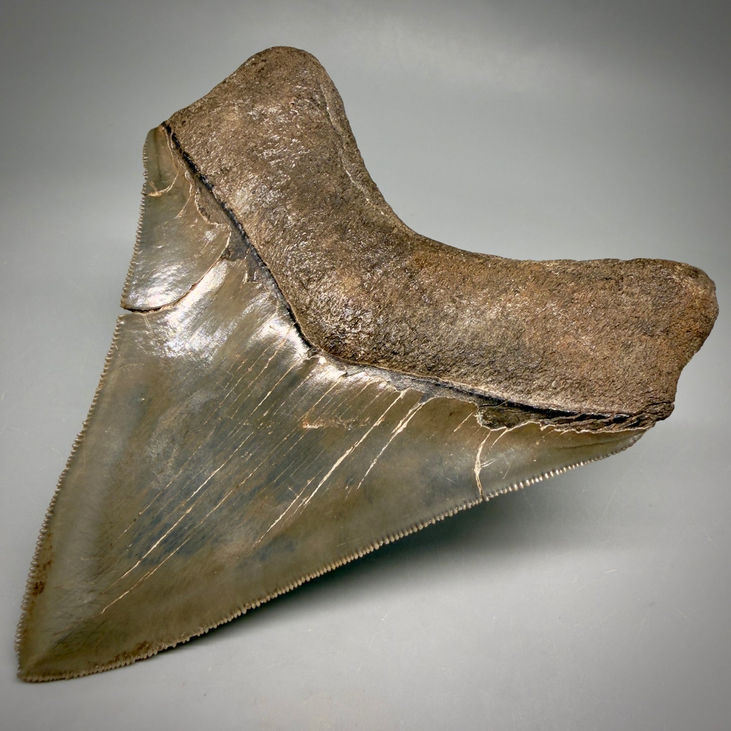 Back Right View Stellar Lower Lateral 4.67" Fossil Megalodon Shark Tooth - Georgia - Collector's Quality megalodonteeth.com CM6605