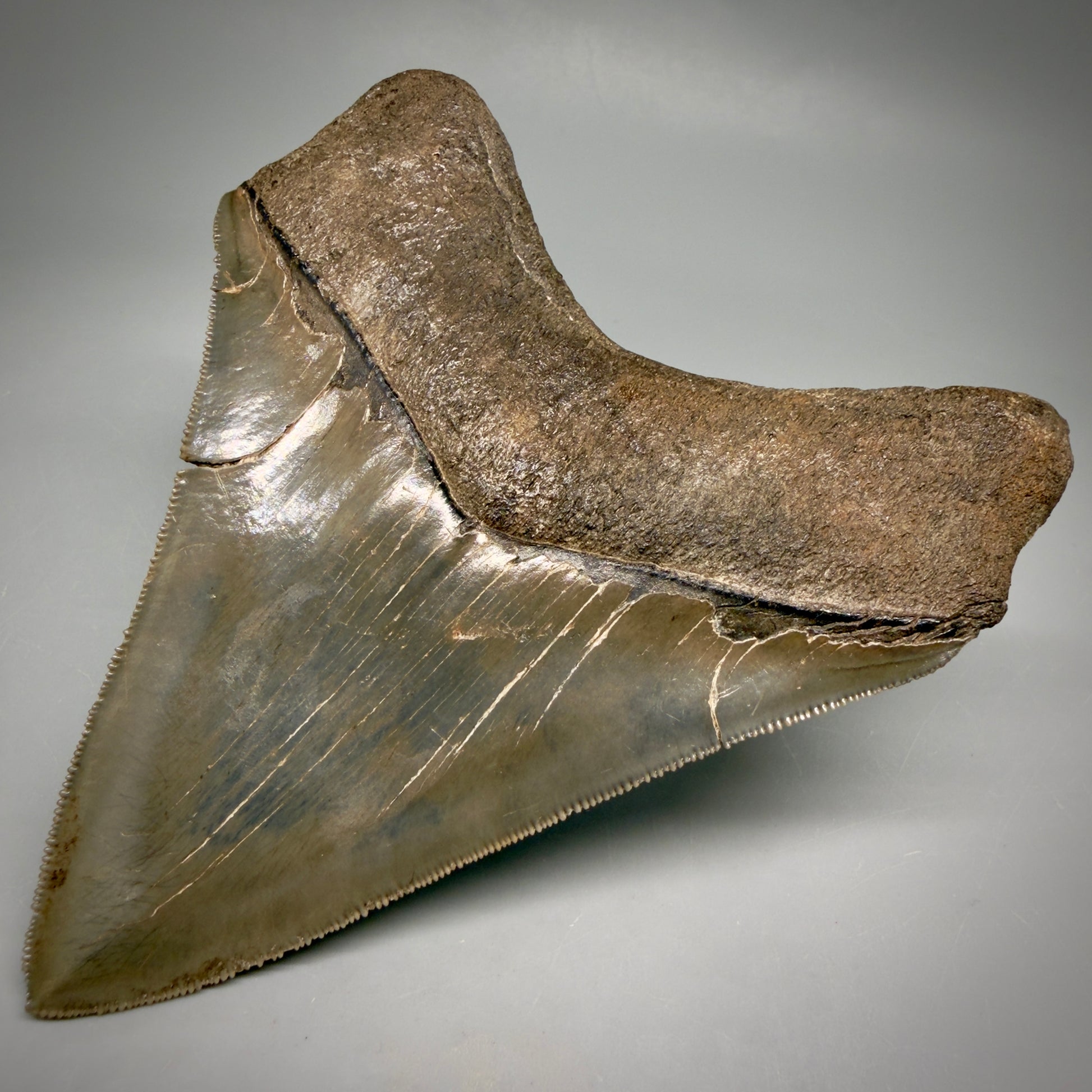 Back Right View Stellar Lower Lateral 4.67" Fossil Megalodon Shark Tooth - Georgia - Collector's Quality megalodonteeth.com CM6605