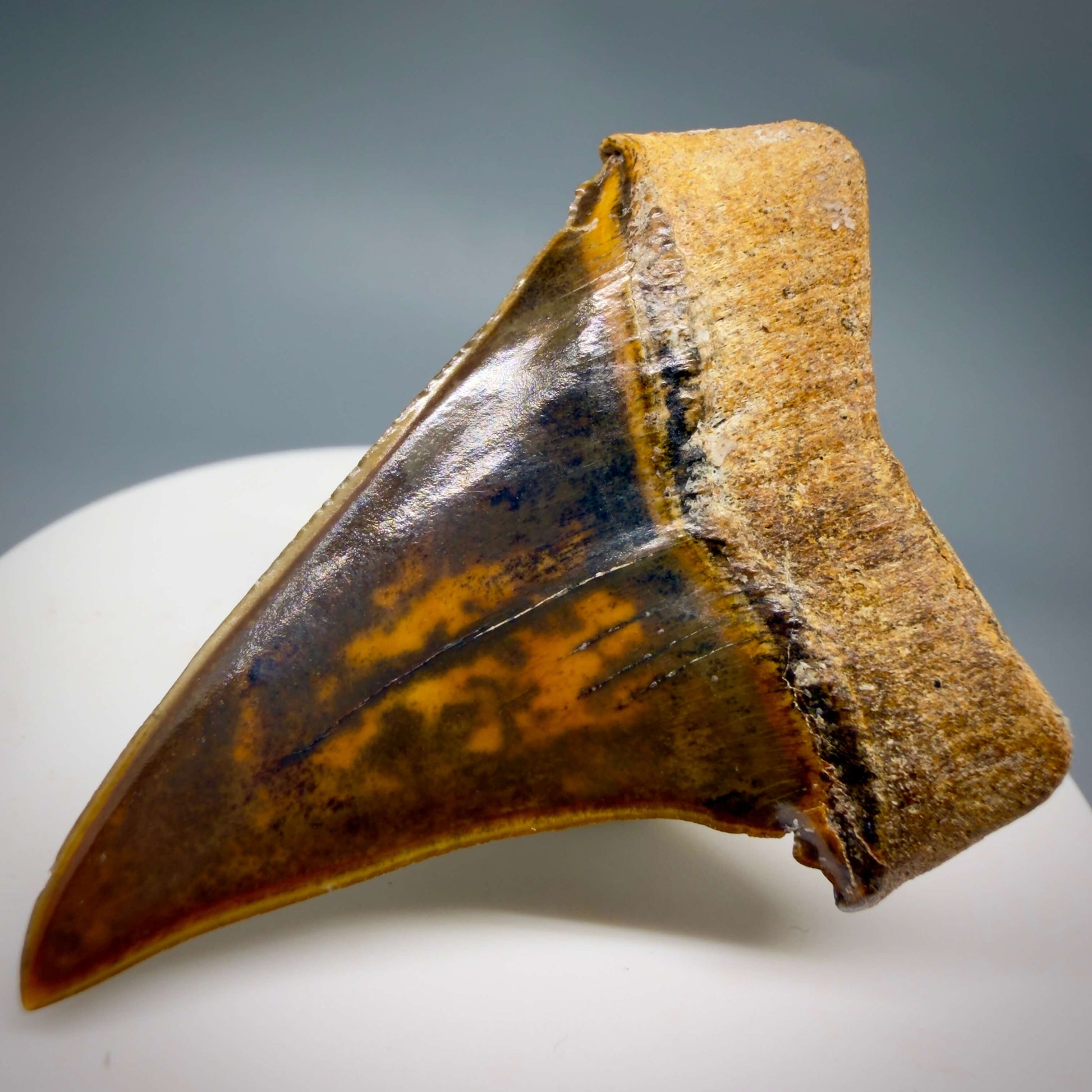 Back Right View Stunning, high quality 1.97" long Fossil Transitional Great White - Carcharodon hubbelli Tooth from Peru GW1361 