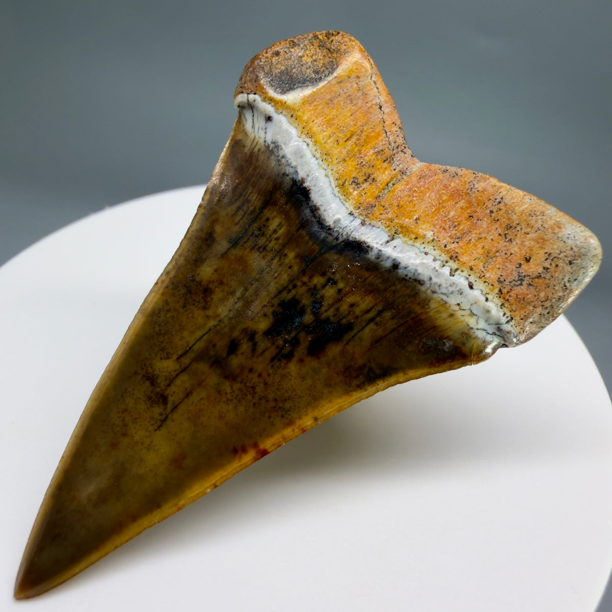 Back Right View  Stunning, high quality 1.99" long Fossil Transitional Great White - Carcharodon hubbelli Tooth from Peru | Fossil for Sale megalodonteeth.com GW1379