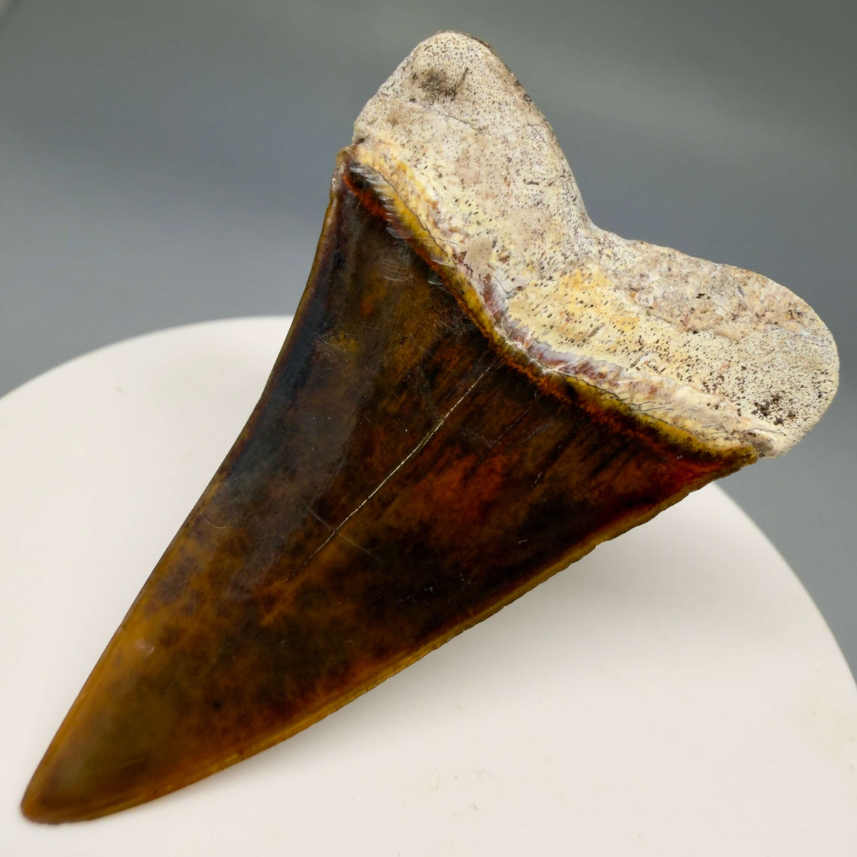 Back Right View Stunning, high quality 2.03" long Fossil Transitional Great White - Carcharodon hubbelli Tooth from Peru megalodonteeth.com GW1398 