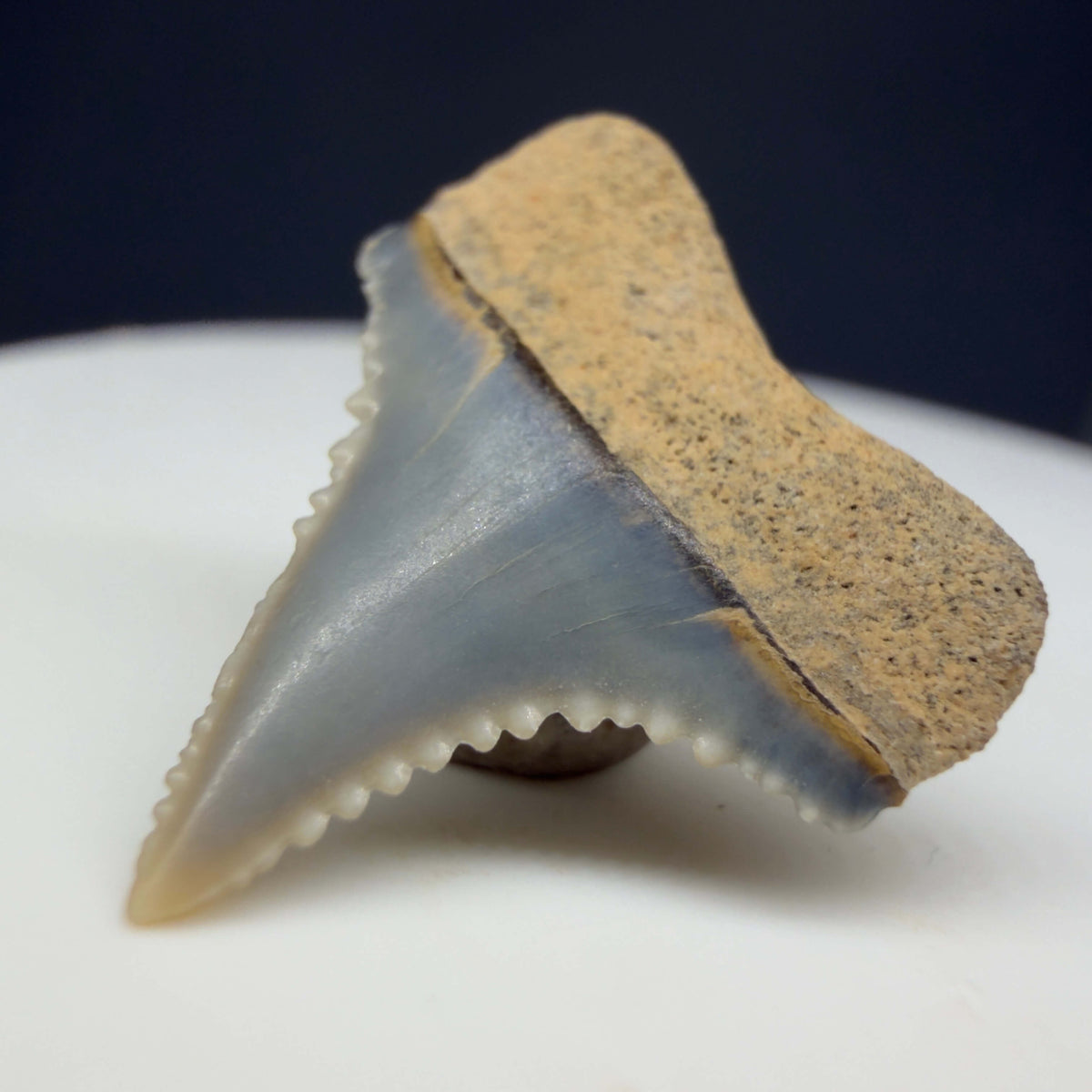 Back Right View Upper posterior 0.71" wide Fossil Great White Tooth from the deserts of Peru megalodonteeth.com GW1371