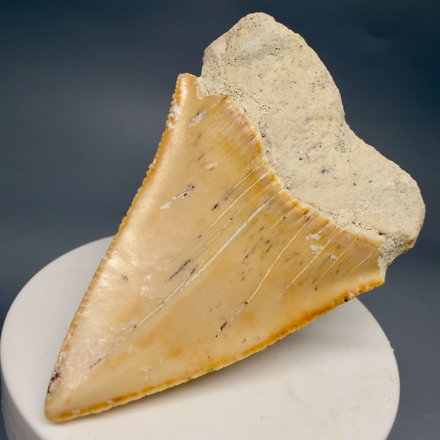 Back Right View Very Large - Colorful 2.73" Fossil Great White Shark Tooth from B. California GW1368