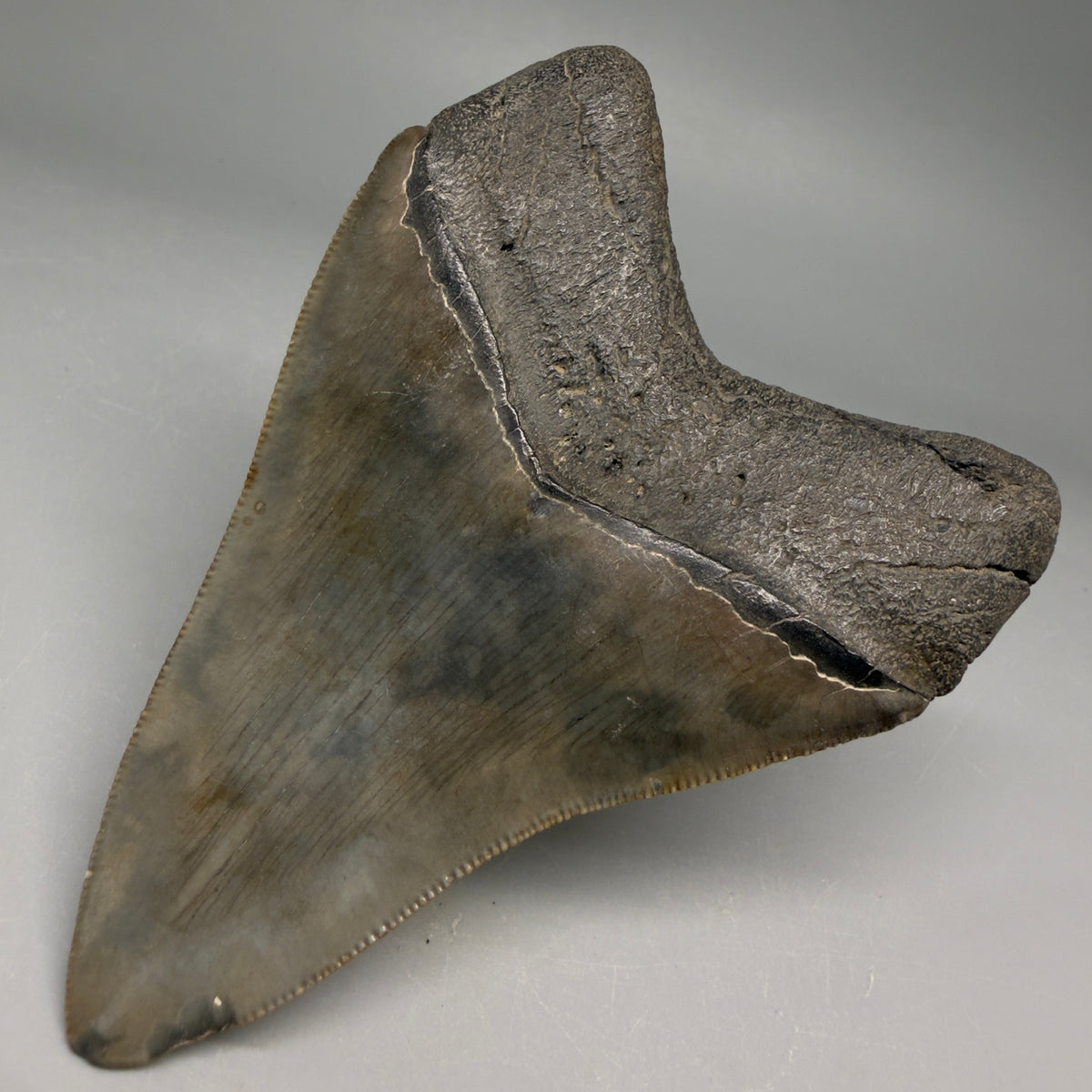 Back Right View Very colorful 4.02" Megalodon Tooth from South Carolina megalodonteeth.com CM6585