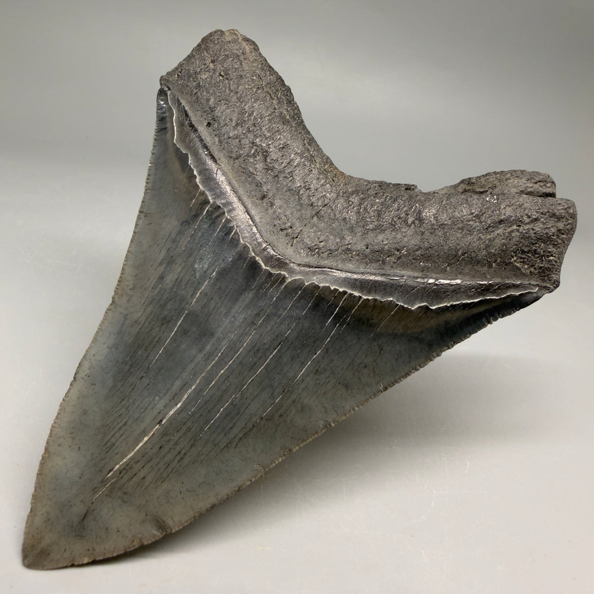 Back Right View Very colorful 4.29" Megalodon Tooth from South Carolina megalodonteeth.com CM6584