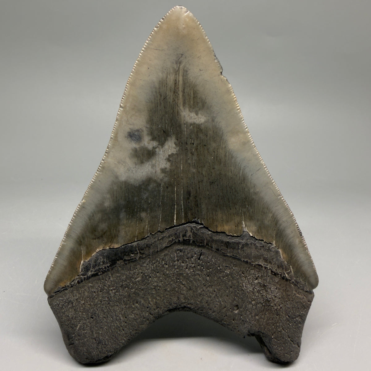 Back Right View Very colorful 4.77" Megalodon Tooth from South Carolina megalodonteeth.com CM6594