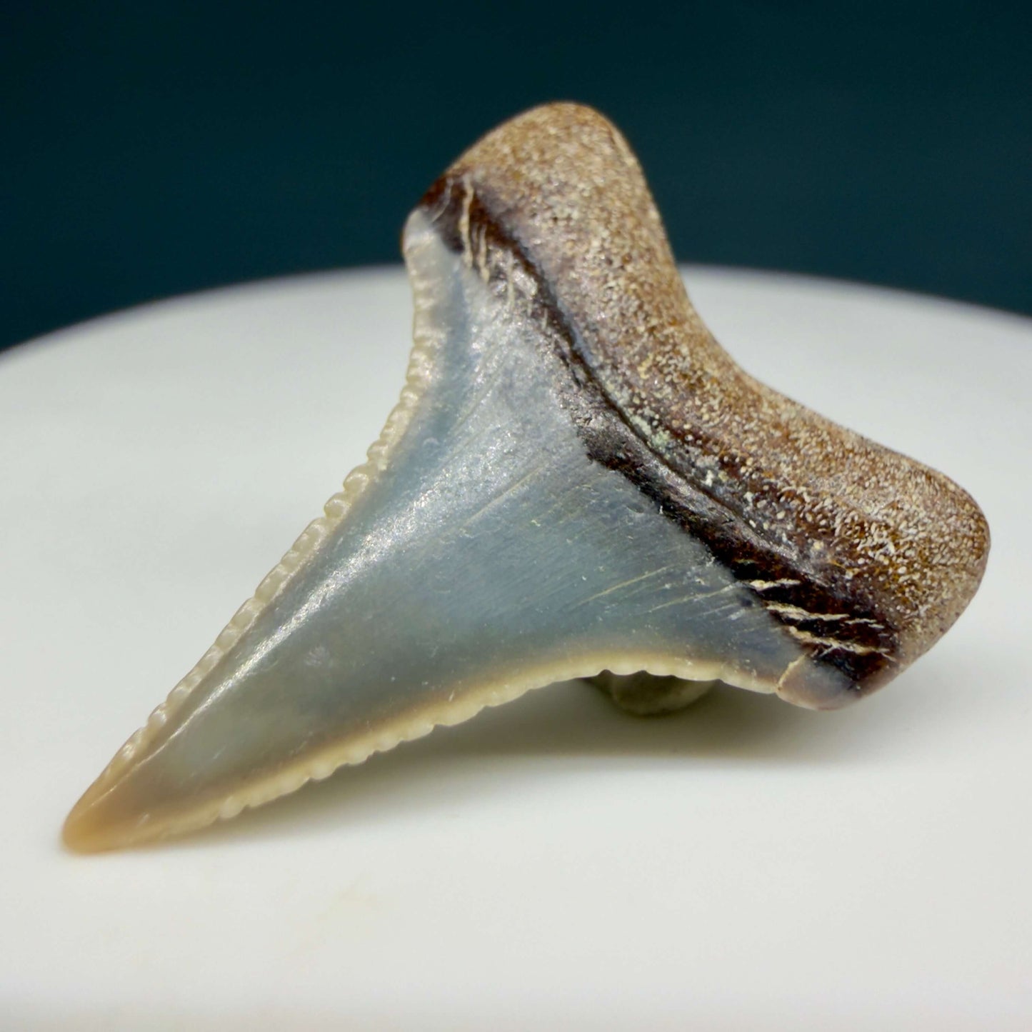Back Right View Very colorful, sharply serrated 0.93" long Fossil Great White Tooth from the deserts of Peru GW1357
