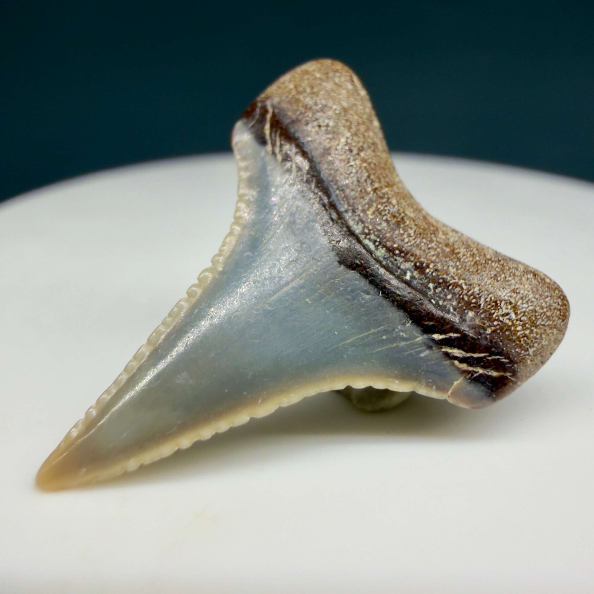 Back Right View Very colorful, sharply serrated 0.93" long Fossil Great White Tooth from the deserts of Peru GW1357