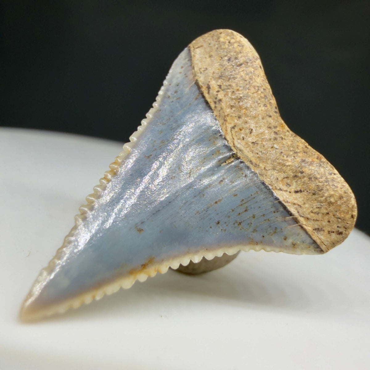 Back Right View Very colorful, sharply serrated 1.01" long Fossil Great White Tooth from the deserts of Peru megalodonteeth.com GW1374