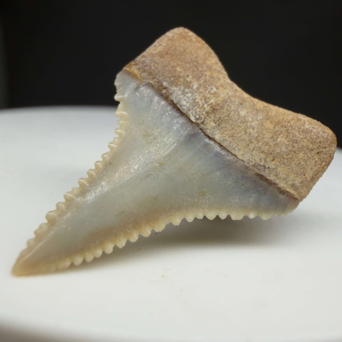Back Right View Very colorful, sharply serrated 1.01" long Fossil Great White Tooth from the deserts of Peru megalodonteeth.com GW1375