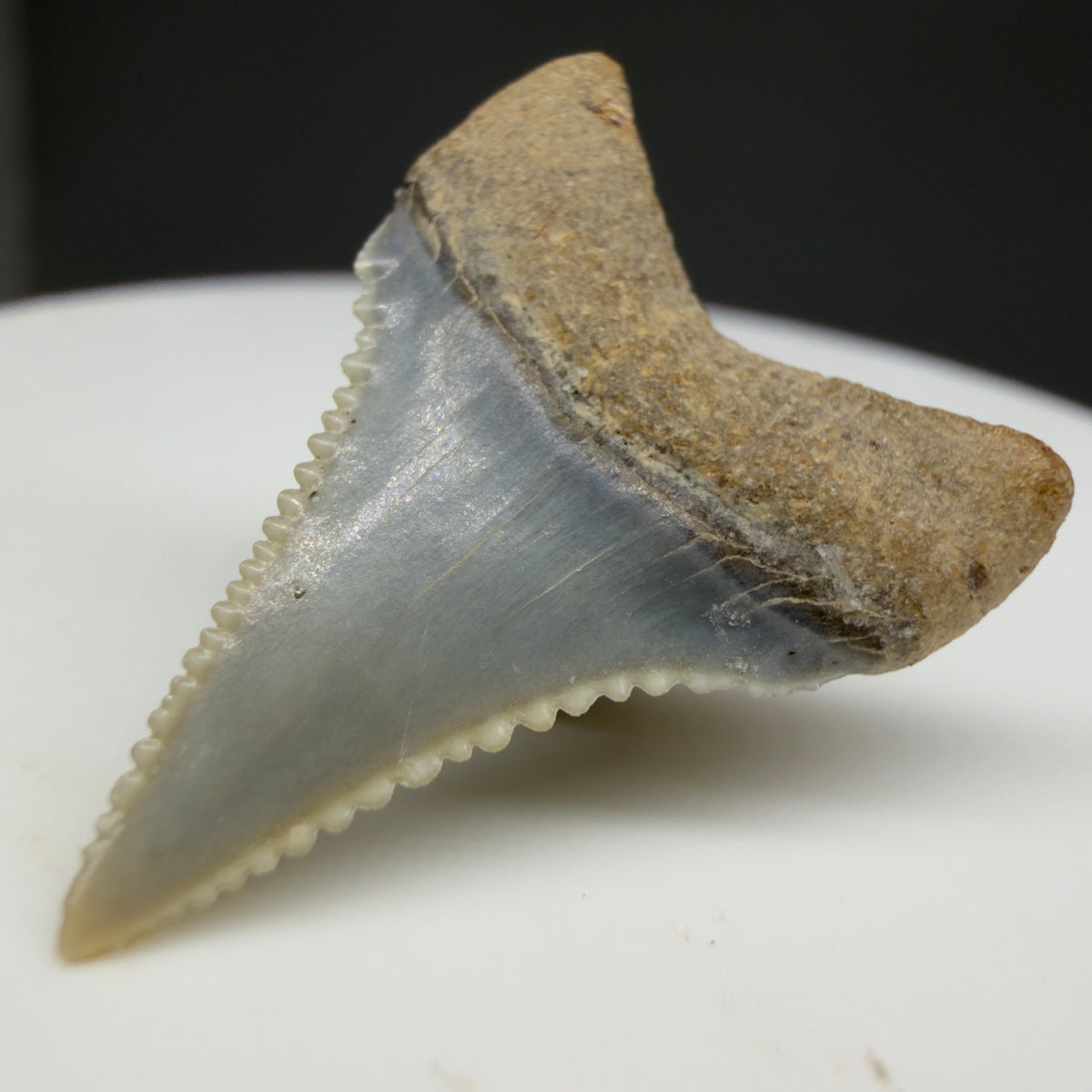 Back Right View Very colorful, sharply serrated 1.02" long Fossil Great White Tooth from the deserts of Peru megalodonteeth.com GW1372