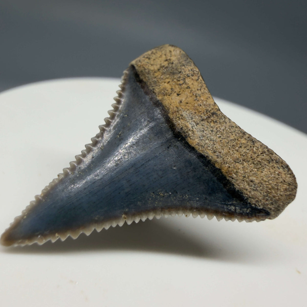 Back Right View Very colorful, sharply serrated 1.02" long Fossil Great White Tooth from the deserts of Peru megalodonteeth.com GW1392