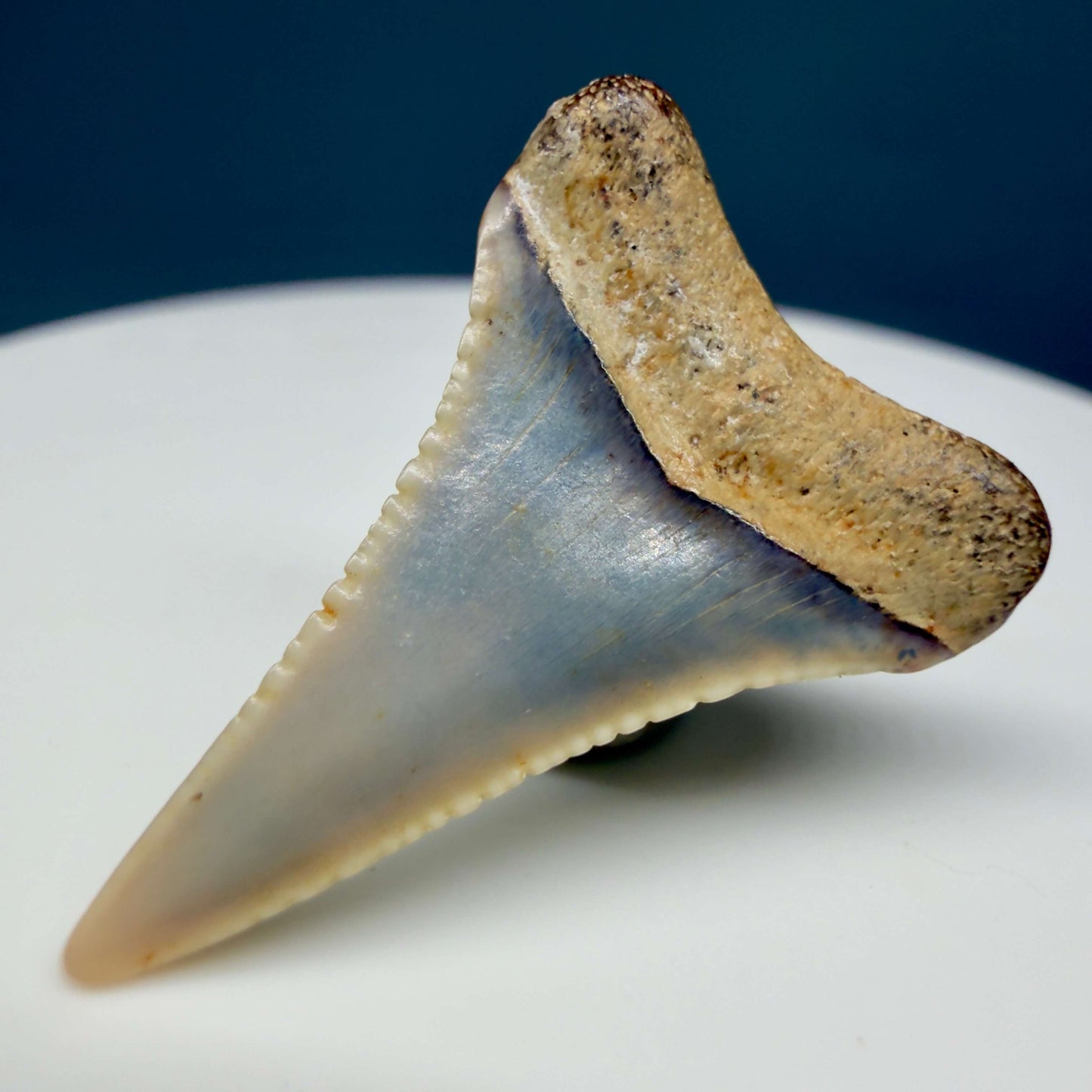 Back Right View Very colorful, sharply serrated 1.03" long Fossil Great White Tooth from the deserts of Peru GW1355