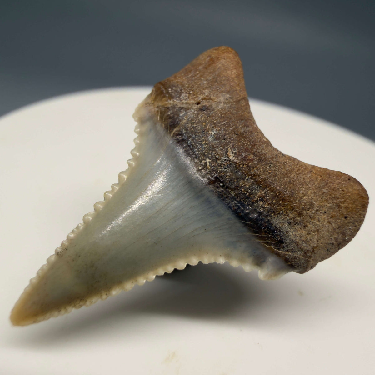Back Right View Very colorful, sharply serrated 1.03" long Fossil Great White Tooth from the deserts of Peru megalodonteeth.com GW1393