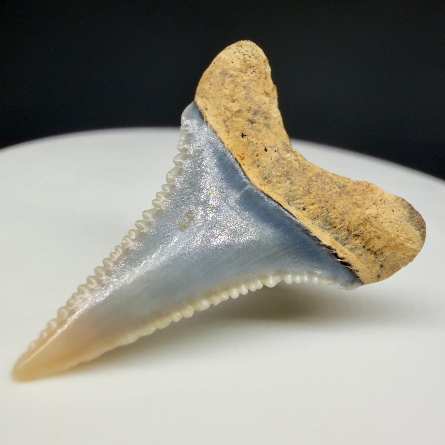 Back Right View Very colorful, sharply serrated 1.08" long Fossil Great White Tooth from the deserts of Peru GW1356