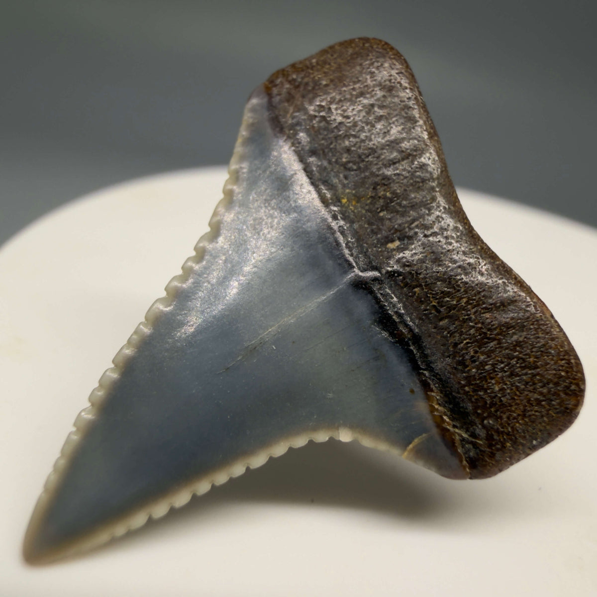 Back Right View Very colorful, sharply serrated 1.08" long Fossil Great White Tooth from the deserts of Peru megalodonteeth.com GW1394