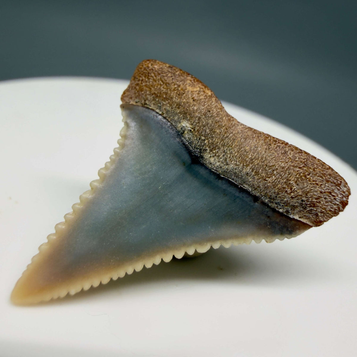 Back Right View Very colorful, sharply serrated 1.09" long Fossil Great White Tooth from the deserts of Peru megalodonteeth.com GW1373