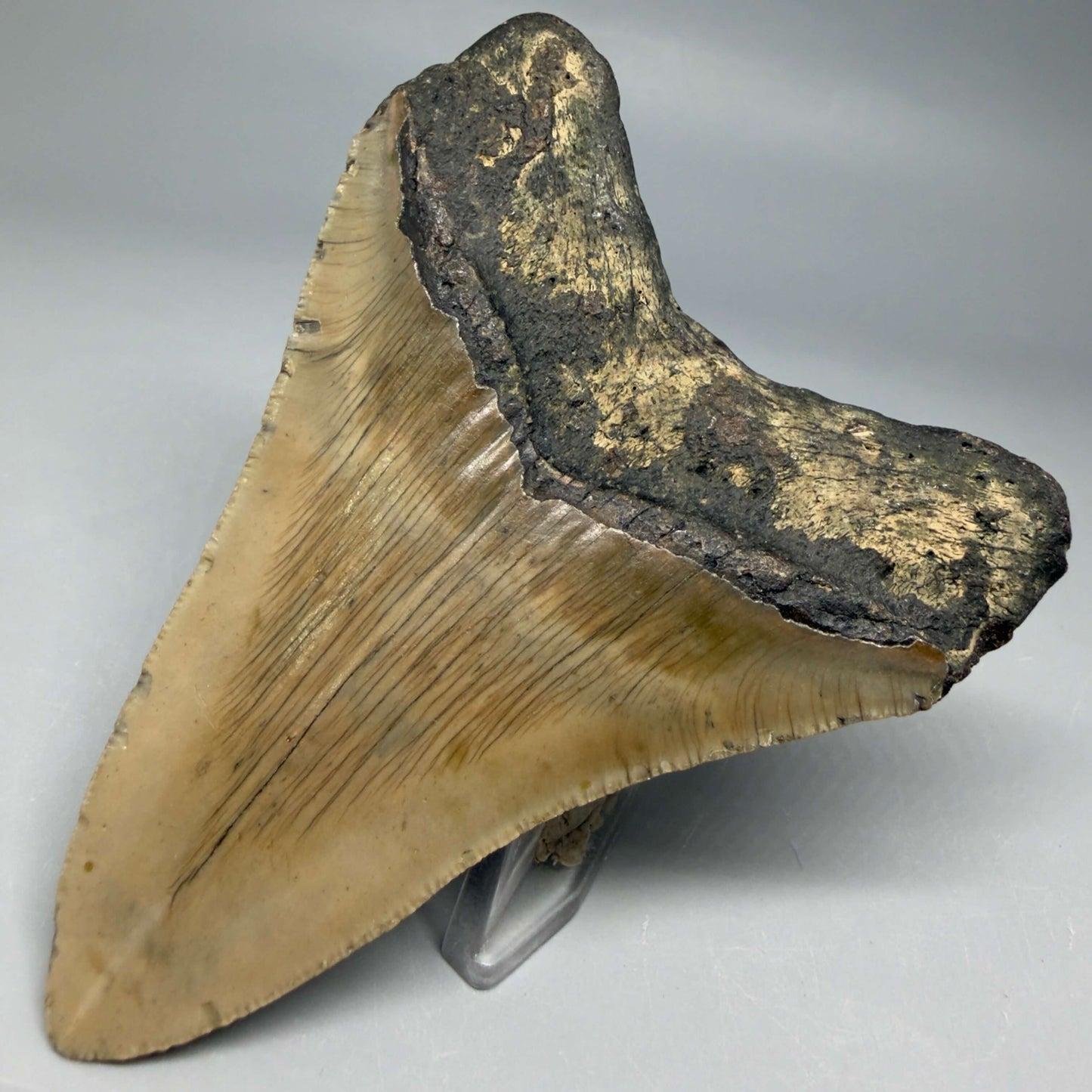 Back Right view Colorful 4.10" Authentic Megalodon Tooth – North Carolina Fossil | Carcharocles megalodon CM6469
