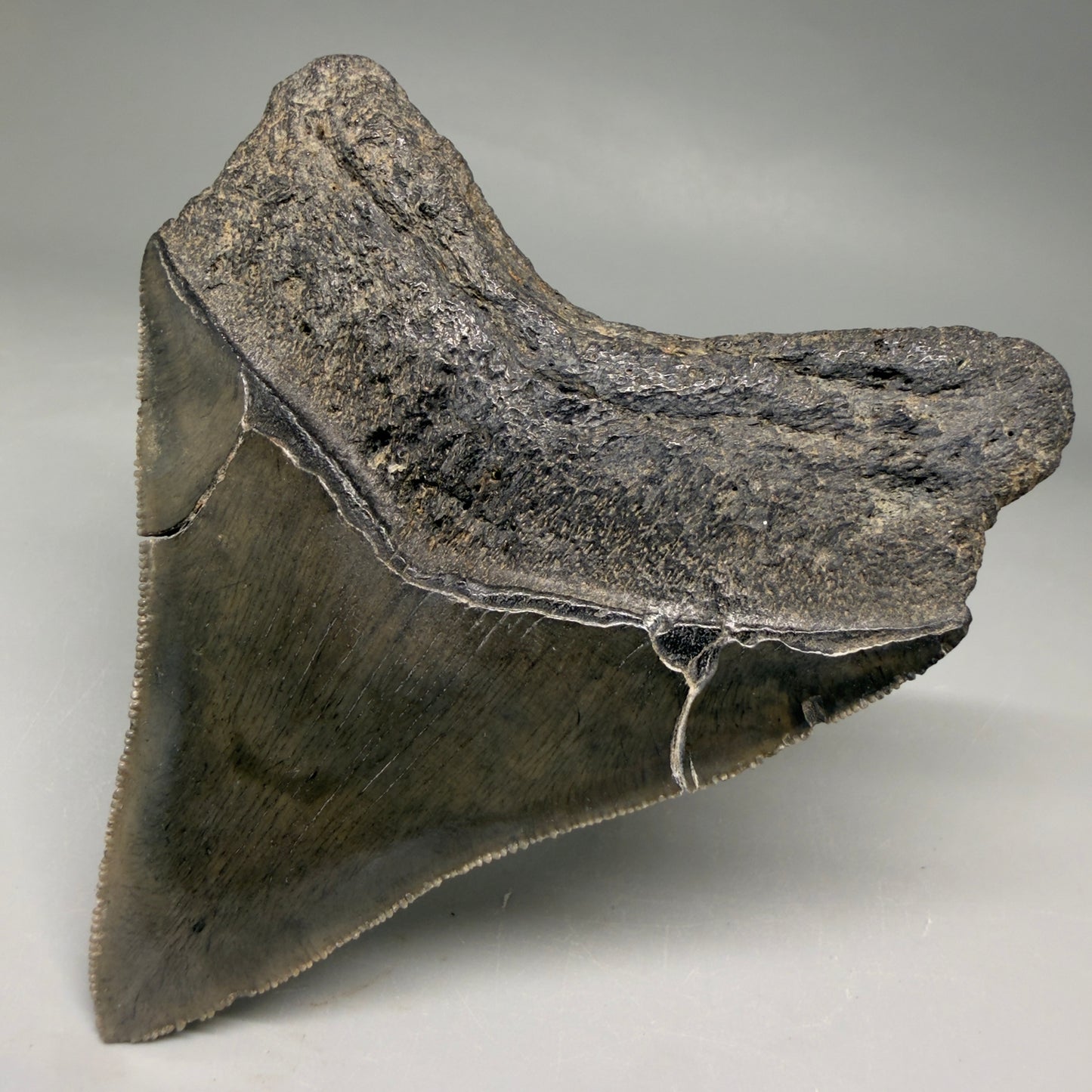 Back Right view Colorful lateral, sharply serrated 3.86" Fossil Megalodon Tooth from South Carolina megalodonteeth.com CM6572 